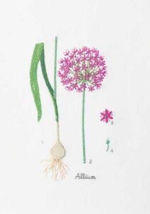 Embroidering Allium Flowers Image